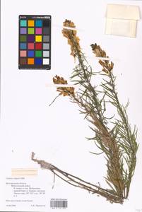 MHA 0 159 460, Linaria vulgaris Mill., Eastern Europe, Central forest-and-steppe region (E6) (Russia)