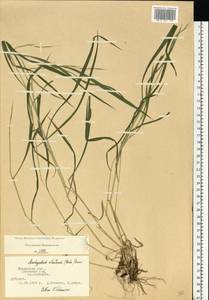 Brachypodium sylvaticum (Huds.) P.Beauv., Eastern Europe, Central region (E4) (Russia)