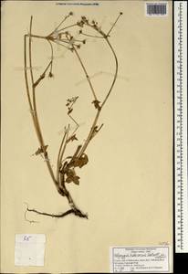 Pinda concanensis (Dalzell) P.K. Mukherjee & L. Constance, South Asia, South Asia (Asia outside ex-Soviet states and Mongolia) (ASIA) (India)