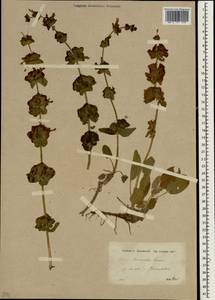 Salvia multicaulis Vahl, South Asia, South Asia (Asia outside ex-Soviet states and Mongolia) (ASIA) (Turkey)