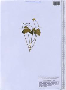 Ficaria calthifolia Rchb., Eastern Europe, Middle Volga region (E8) (Russia)