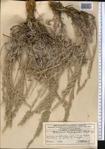 Artemisia pycnorrhiza Ledeb., Middle Asia, Western Tian Shan & Karatau (M3) (Kazakhstan)