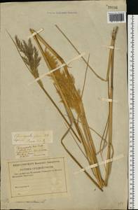 Calamagrostis pseudophragmites (Haller f.) Koeler, Eastern Europe, Lower Volga region (E9) (Russia)