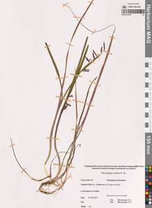 Pleuropogon sabinei R.Br., Siberia, Chukotka & Kamchatka (S7) (Russia)