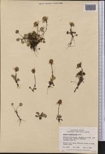 Packera cymbalaria (Pursh) W. A. Weber & Á. Löve, America (AMER) (Canada)