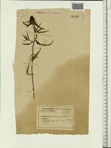 Melampyrum cristatum L., Eastern Europe, Northern region (E1) (Russia)