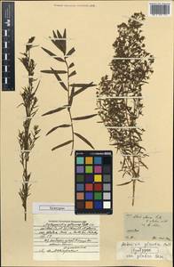 Artemisia glauca Pall. ex Willd., Siberia (no precise locality) (S0) (Russia)