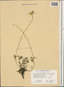 Archanthemis marschalliana subsp. marschalliana, Caucasus, North Ossetia, Ingushetia & Chechnya (K1c) (Russia)