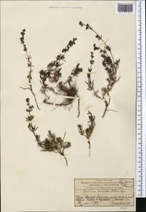 Galium saurense Litv., Middle Asia, Western Tian Shan & Karatau (M3) (Kazakhstan)