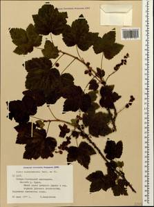 Ribes biebersteinii Berland., Caucasus, North Ossetia, Ingushetia & Chechnya (K1c) (Russia)