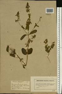 Stachys annua (L.) L., Eastern Europe, Moscow region (E4a) (Russia)