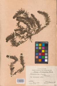 MHA 0 155 036, Ajuga chamaepitys (L.) Schreb., Eastern Europe, West Ukrainian region (E13) (Ukraine)