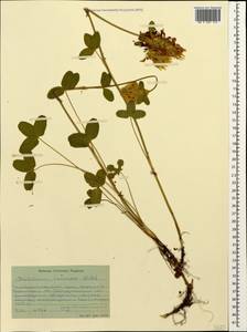 Trifolium canescens Willd., Caucasus, Stavropol Krai, Karachay-Cherkessia & Kabardino-Balkaria (K1b) (Russia)