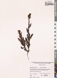 Pedicularis tristis L., Siberia, Chukotka & Kamchatka (S7) (Russia)