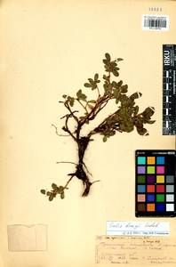 Salix berberifolia subsp. berberifolia, Siberia, Baikal & Transbaikal region (S4) (Russia)