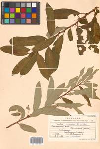 Salix subfragilis Andersson, Siberia, Russian Far East (S6) (Russia)
