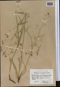 Bupleurum exaltatum M. Bieb., Middle Asia, Western Tian Shan & Karatau (M3) (Uzbekistan)