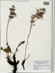 Limonium gmelinii (Willd.) Kuntze, Eastern Europe, Middle Volga region (E8) (Russia)