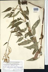 Koenigia alpina (All.) T. M. Schust. & Reveal, Middle Asia, Dzungarian Alatau & Tarbagatai (M5) (Kazakhstan)