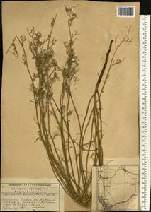 Chondrilla brevirostris Fisch. & C. A. Mey., Middle Asia, Caspian Ustyurt & Northern Aralia (M8) (Kazakhstan)