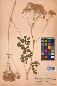 Thalictrum flavum L., Eastern Europe, Western region (E3) (Russia)