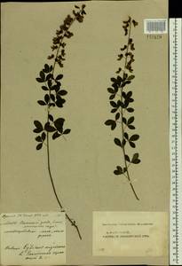 Cytisus nigricans L., Eastern Europe, Middle Volga region (E8) (Russia)