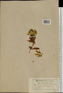 Saponaria officinalis L., Eastern Europe, Moscow region (E4a) (Russia)