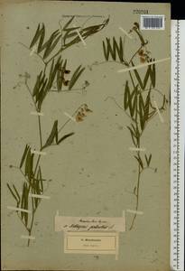 Lathyrus palustris L., Eastern Europe, North-Western region (E2) (Russia)
