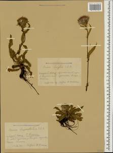 Cirsium rhizocephalum C. A. Mey., Caucasus, Krasnodar Krai & Adygea (K1a) (Russia)