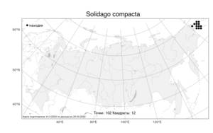 Solidago compacta Turcz., Atlas of the Russian Flora (FLORUS) (Russia)