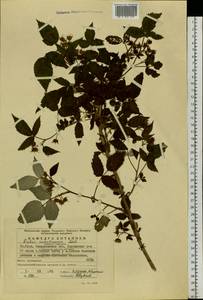 Rubus sachalinensis H. Lév., Eastern Europe, Eastern region (E10) (Russia)