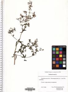 Galium boreale L., Eastern Europe, Eastern region (E10) (Russia)