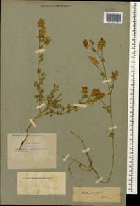 Medicago sativa L., Caucasus, Armenia (K5) (Armenia)