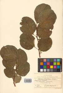 Celastrus orbiculatus Thunb., Siberia, Russian Far East (S6) (Russia)