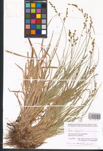 Carex elongata L., Eastern Europe, Moscow region (E4a) (Russia)