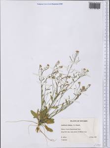 Arabidopsis thaliana (L.) Heynh., America (AMER) (Canada)