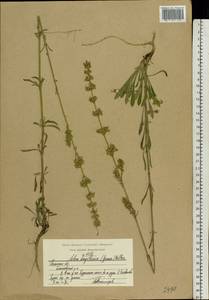 Silene borysthenica (Gruner) Walters, Eastern Europe, Central region (E4) (Russia)