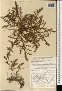 Salsola tragus L., Mongolia (MONG) (Mongolia)