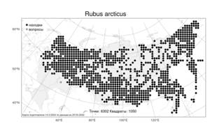 Rubus arcticus L., Atlas of the Russian Flora (FLORUS) (Russia)