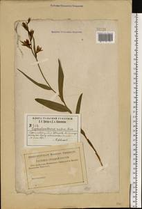 Cephalanthera rubra (L.) Rich., Eastern Europe, Central region (E4) (Russia)