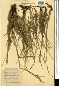 Lolium pratense (Huds.) Darbysh., Caucasus, Stavropol Krai, Karachay-Cherkessia & Kabardino-Balkaria (K1b) (Russia)