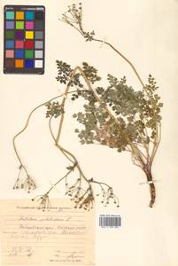 Thalictrum petaloideum L., Siberia, Russian Far East (S6) (Russia)