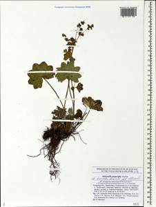 Alchemilla breviloba H. Lindb., Eastern Europe, Middle Volga region (E8) (Russia)