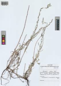 Artemisia nitrosa Weber ex Stechm., Siberia, Altai & Sayany Mountains (S2) (Russia)