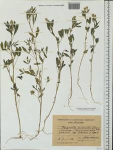 Trigonella procumbens (Besser)Rchb., Eastern Europe, Moldova (E13a) (Moldova)