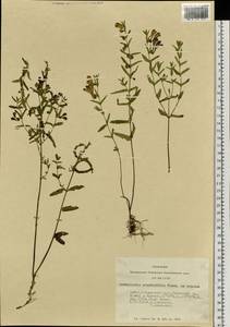 Scutellaria scordiifolia Fisch. ex Schrank, Siberia, Altai & Sayany Mountains (S2) (Russia)