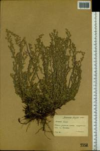 Artemisia frigida Willd., Siberia, Western (Kazakhstan) Altai Mountains (S2a) (Kazakhstan)