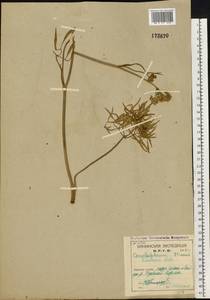 Cenolophium fischeri (Spreng.) W. D. J. Koch, Eastern Europe, Northern region (E1) (Russia)