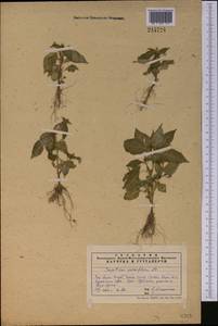 Impatiens parviflora, Middle Asia, Western Tian Shan & Karatau (M3) (Kazakhstan)