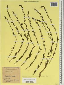 Asyneuma canescens subsp. canescens, Caucasus, Armenia (K5) (Armenia)